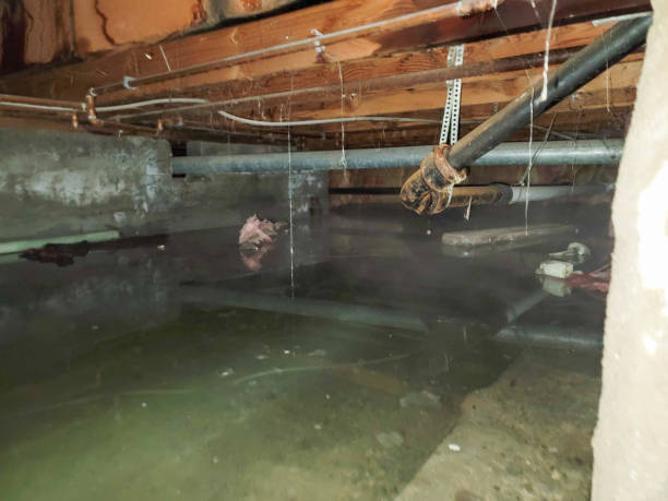 Best Professional water damage repair  in Norco, CA